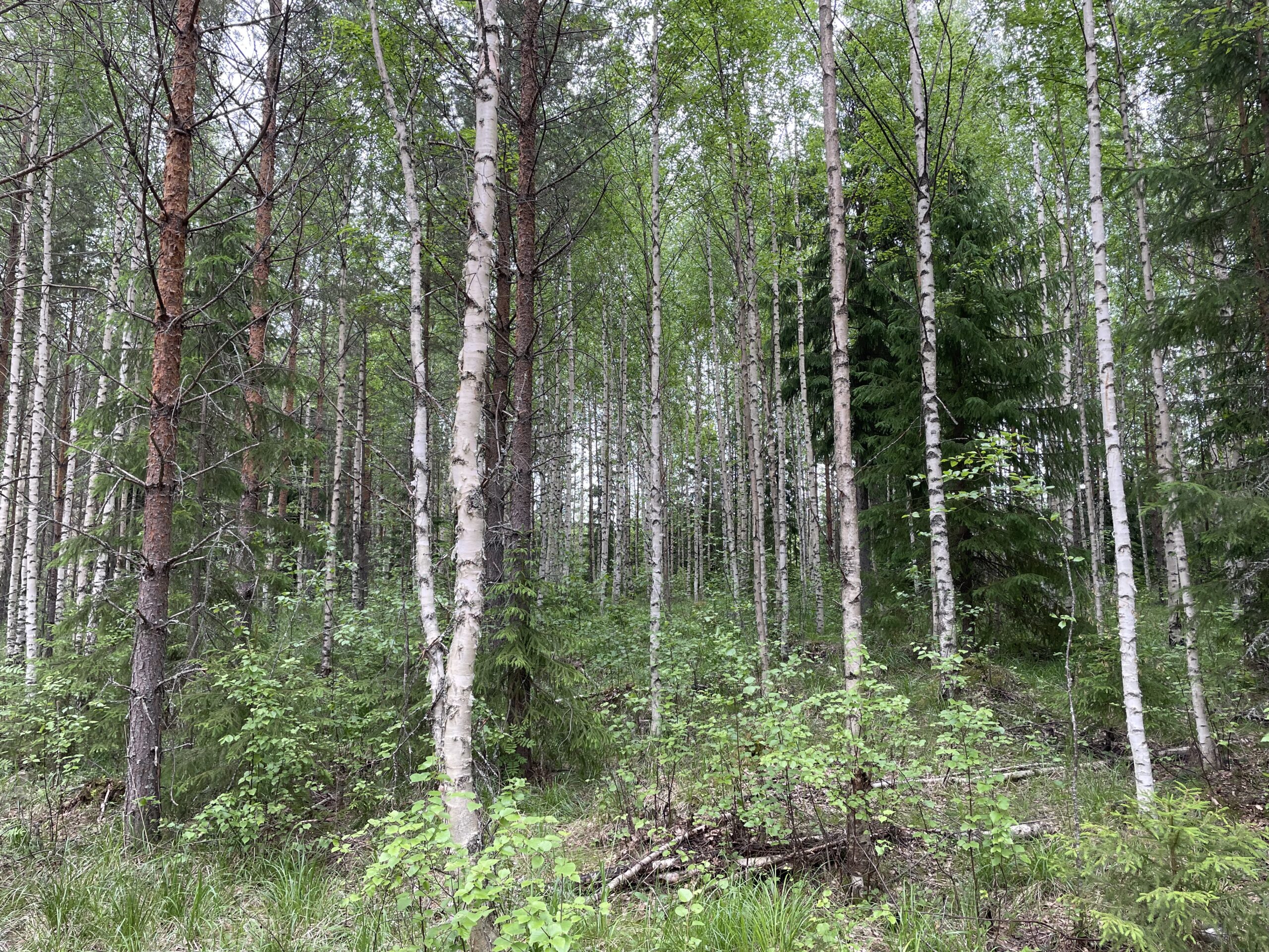 Alueellisen PEFC-ryhmäsertifioinnin vuosiauditoinnit ovat käynnissä